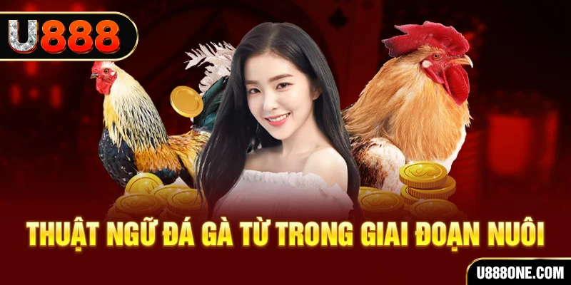 s8bet xổ số miền bắc 90 ngày